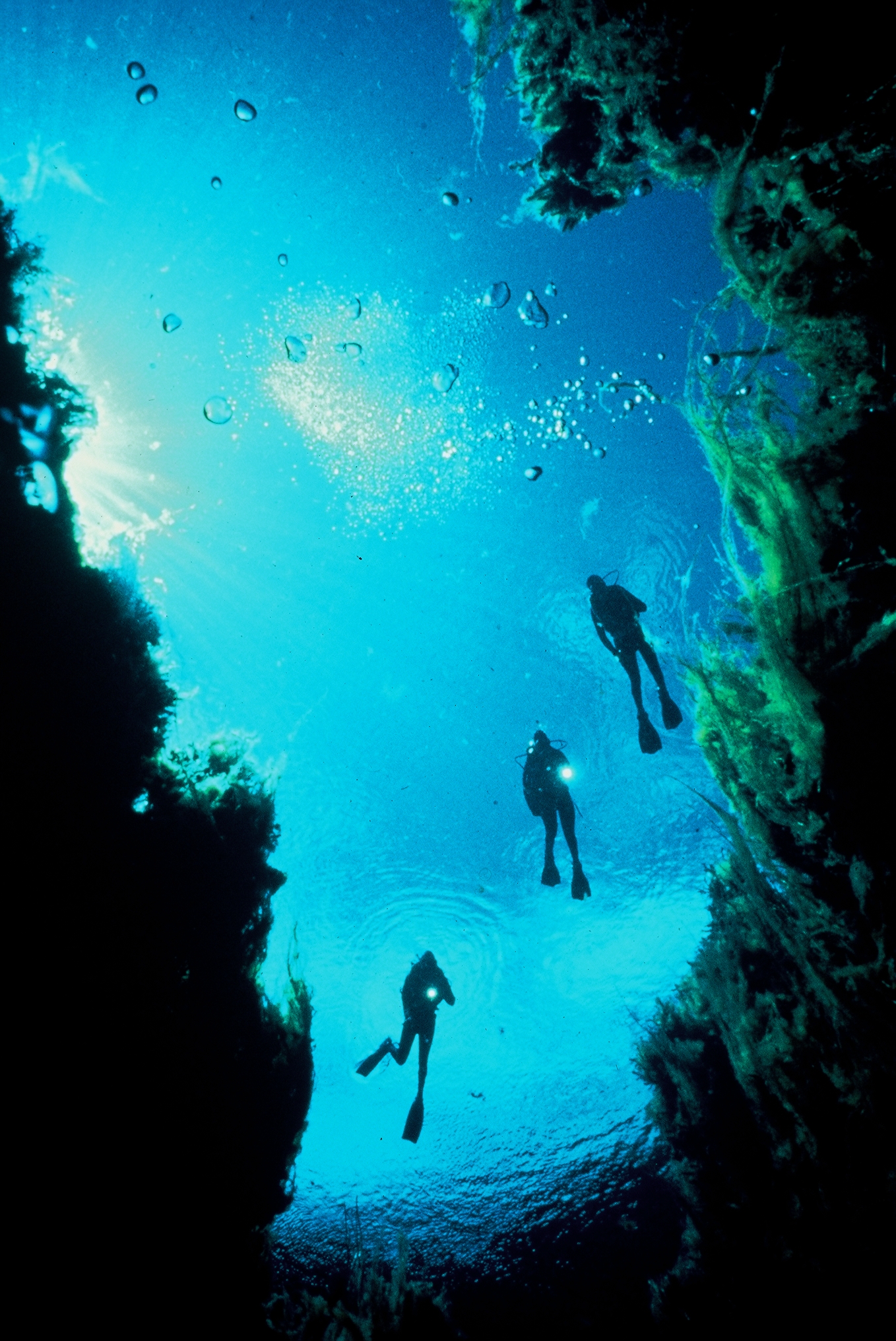 Underwater Photo by David Doubilit